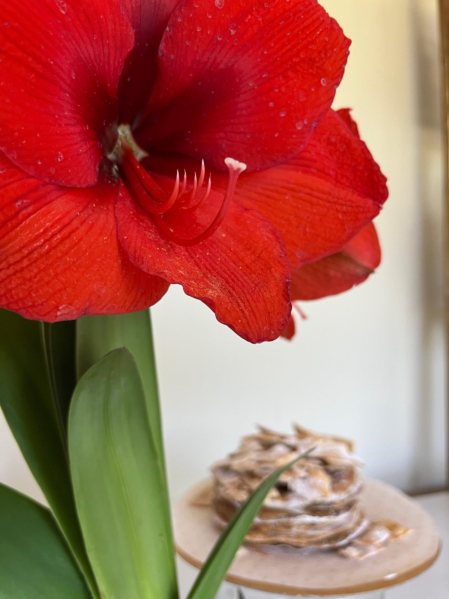 PACK 14 Febrero - Adelina & Las Liras Flores